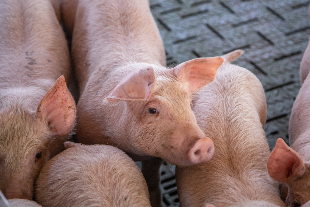 GIỚI THIỆU VỀ VIRUS PRRS VÀ TÌNH HÌNH DỊCH TỄ TẠI VIỆT NAM